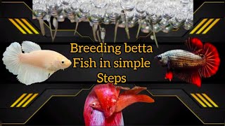 betta fish breeding in simple way bettabettafishbreeding aquarium fish trending petsanimals [upl. by Kenyon]