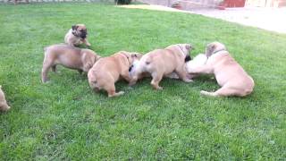 Boerboel puppies playing [upl. by Leirbma]