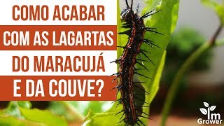 Como acabar com as lagartas do maracujá e da couve [upl. by Nikos]