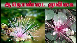 Capparis zeylanicaஆதொண்டையின் வைத்திய முறைகள் [upl. by Nilyahs783]