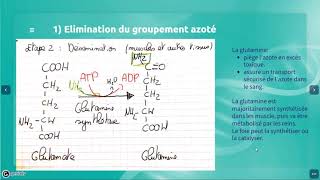 Métabolisme azoté partie 2 Le catabolisme des acides aminés [upl. by Baiel622]