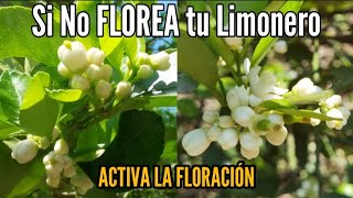 Activa la Floración en tu Limonero 🌼 Tu Planta no quiere Florecer con este Truco explotara de flores [upl. by Theresa]