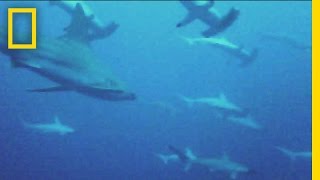 Social Sharks quotFirstquot Video Evidence  National Geographic [upl. by Alderman]