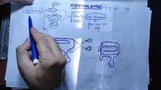 Neuronantomy Chapter 13 part 1Hypothalamusconnections of HypothalamusFunction of Hypothalamus [upl. by Vachell]