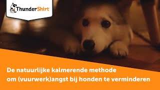 ThunderShirt  De natuurlijke kalmerende methode om vuurwerkangst bij honden te verminderen [upl. by Honora]