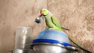 This is Comedian Parrot Kittu 🦜😆 parrot funnyparrot cuteparrot [upl. by Aneekat]