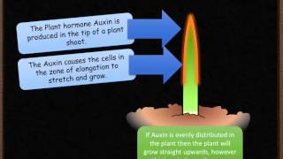 B5 Phototropism and Auxin [upl. by Conley]