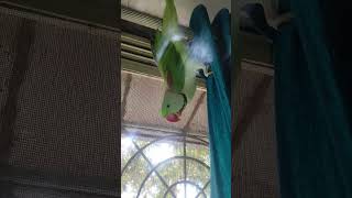 Parrot playing talkingparot parrotvideo parrots parrotlover parrotlovers parrotplaying [upl. by Eeclehc]