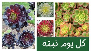 كل يوم نبتة الحلقة 51 نبات الأيونيوم One plant a day  Aeonium [upl. by Janeva]