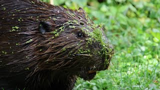 Beavers  footage of a beaver family [upl. by Ahtaela]