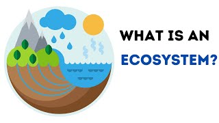 What is an Ecosystem [upl. by Clementine]