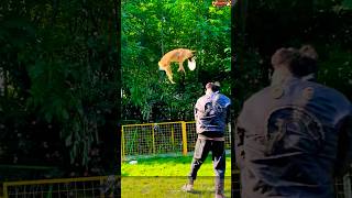 Training k9 dogs at home👍💯❤️germanshepherd malinois becgie chó pubg doglover [upl. by Eliath]