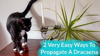 2 Very Easy Ways To Propagate A Dracaena [upl. by Adnana114]