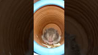 Rare Syrian LongHaired Hamster hamsters pets animals shorts viralshorts fyp [upl. by Aivatan]