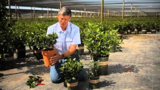 How to Prune Potted Gardenias Indoors amp Outdoors  Garden Savvy [upl. by Yenroc]