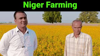 Niger cultivation ll Ramtil ki kheti A to Z ll Jatangi ki kheti ll Ramtil medicinal uses [upl. by Samuella]