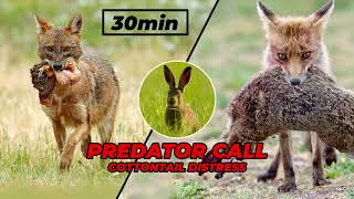 Cottontail distress  predator call sound effects [upl. by Zins]