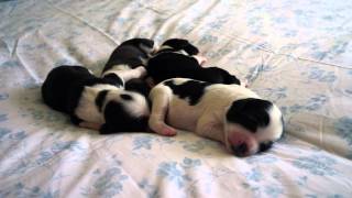 Tibetan Terrier Puppies  Cassies Newborn Pups [upl. by Atirihs882]