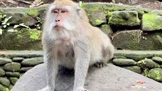 Ubud Monkey Forest [upl. by Eng933]