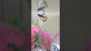 fishbowl bettafishlove fish fishvideo bettausa fishtank [upl. by Einnaoj]