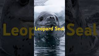 Leopard Seal Antarcticas Top Predatorfacts [upl. by Algie]