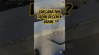 Zargana Balığının Tadı Güzel Mi [upl. by Inaluahek534]