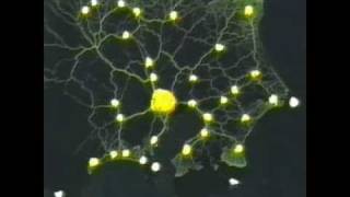 Slime mold form a map of the Tokyoarea railway system [upl. by Judenberg717]