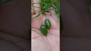 Vejacomo está lindo o mini pepino mexicano viral plantas roça shorts shortvideo [upl. by Enelear]