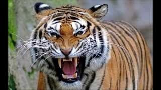 North Bengal Tiger  the 2nd Largest and Strongest Tiger in the world [upl. by Drofhsa]