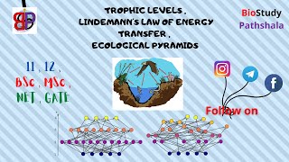 TROPHIC LEVELS  LINDEMANNS LAW  ECOLOGICAL PYRAMIDS  Ecology  Life Sciences [upl. by Hiram]