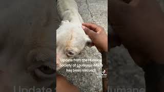 Update from the Humane Society of Louisiana Your donations will save little Maries life [upl. by Uwton832]