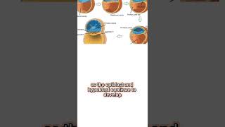 🔬 Formation of the Embryonic Disc The First Two Weeks of Pregnancy 🤰✨ EmbryonicDevelopment [upl. by Yelmene371]