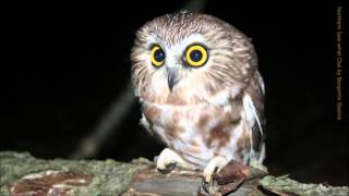 Northern Sawwhet Owl Call [upl. by Tav702]