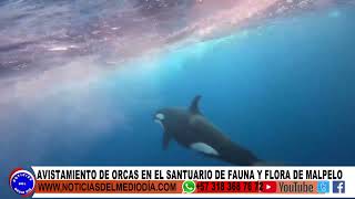 ORCAS EN ISLA MALPELO [upl. by Audun252]