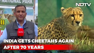 Cheetahs In India NDTV Ground Report From Kuno National Park [upl. by Laira]