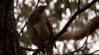 Satin Bowerbird Ptilonorhynchus violaceus ♀  Seidenlaubenvogel oder Satinlaubenvogel [upl. by Ecnaled]