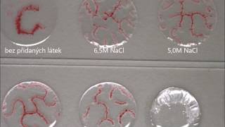 Experiment with pattern forming of decanol and decanoate [upl. by Schild]