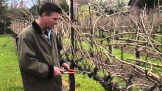 How to Prune a Grape Vine [upl. by Youlton807]