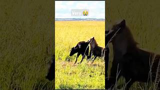 Inenarrable Animals 🙉 Hyena and Lion Hunting Silly Buffalo Cub wildlife shorts [upl. by Phelgen]