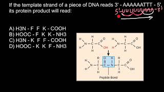 Template Strand of the DNA Codons and Amino Acids [upl. by Malti]