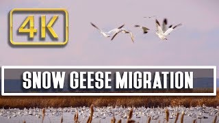 Snow Goose Migration at Freezeout Lake Montana Nature Relaxation Therapy 4K [upl. by Eekram]