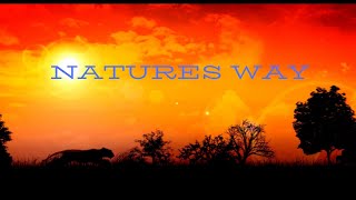 Gregson Al  Natures way  Official Music Video [upl. by Niahs226]