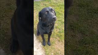 Black Labrador Vocalizes Mama When Prompted by Its Owner [upl. by Hite]