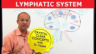 Introduction to Lymphatic System  Lymph Nodes [upl. by Zeeba692]