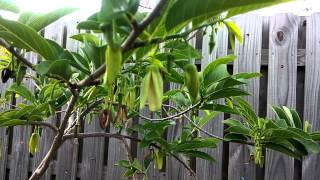 Hand pollinating sugar apple tree custard apple tree [upl. by Libby]