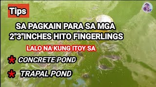 SiKRETO PAGKAIN PARA SA MGA MAY ALAGA 2quot3quotINCHES HITO FINGERLINGS [upl. by Anada]