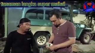 tanaman langka dan mahal banget [upl. by Oza536]