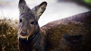 Fanged Deer Spotted For First Time in 66 Years [upl. by Yedorb186]