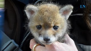 Supersüße FuchsBabys im Wildpark Eekholt [upl. by Eilram831]