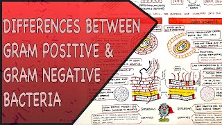 Differences between Gram Positive amp Gram Negative Bacteria [upl. by Rombert]